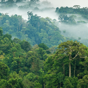 SELVÁTICA: UN VIAJE DE 3 MESES A TU SELVA INTERNA